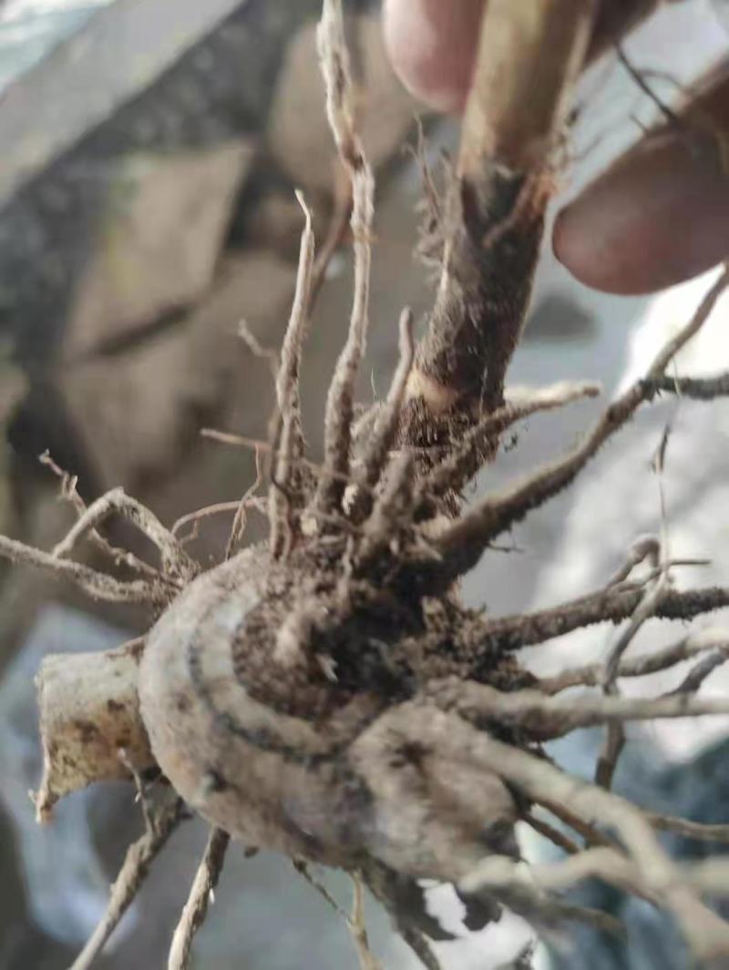 三叉白芨种苗40~50cm农村有土地想致富种中药材