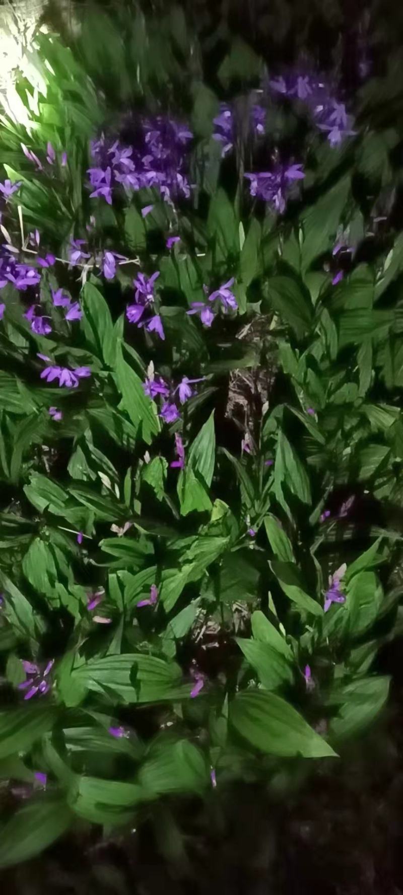 三叉白芨种苗40~50cm农村有土地想致富种中药材
