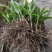 三叉白芨种苗40~50cm农村有土地想致富种中药材