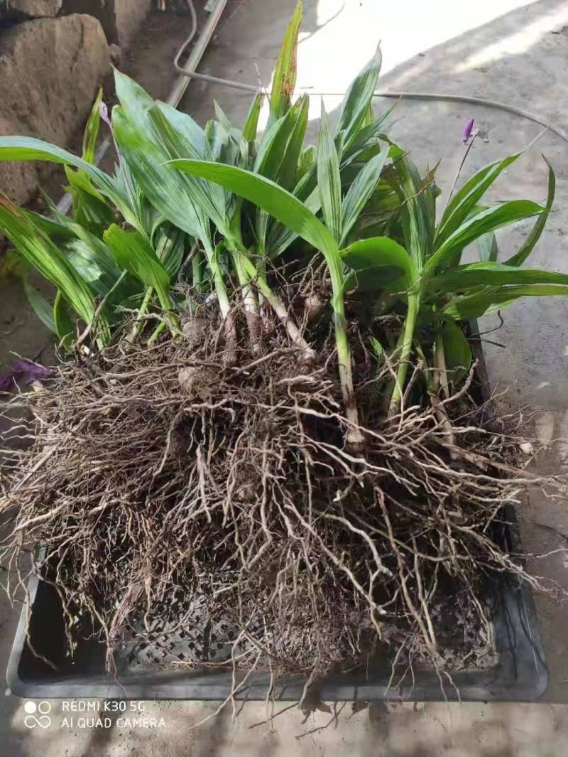 三叉白芨种苗40~50cm农村有土地想致富种中药材