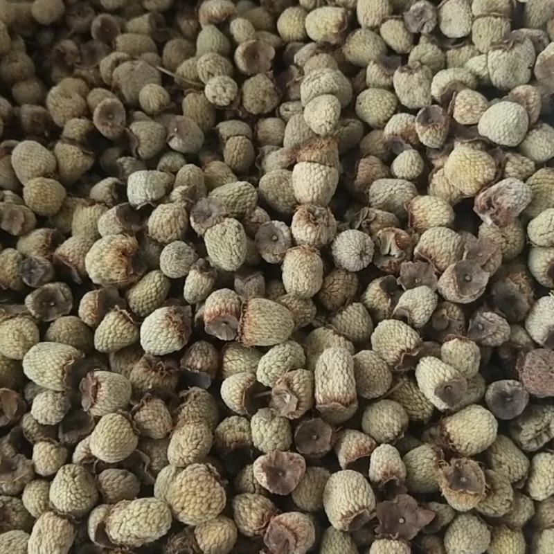 农村想致富就要种中药材，覆盆子是中药水果两用的，覆盆子苗