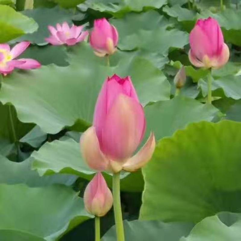 荷花苗