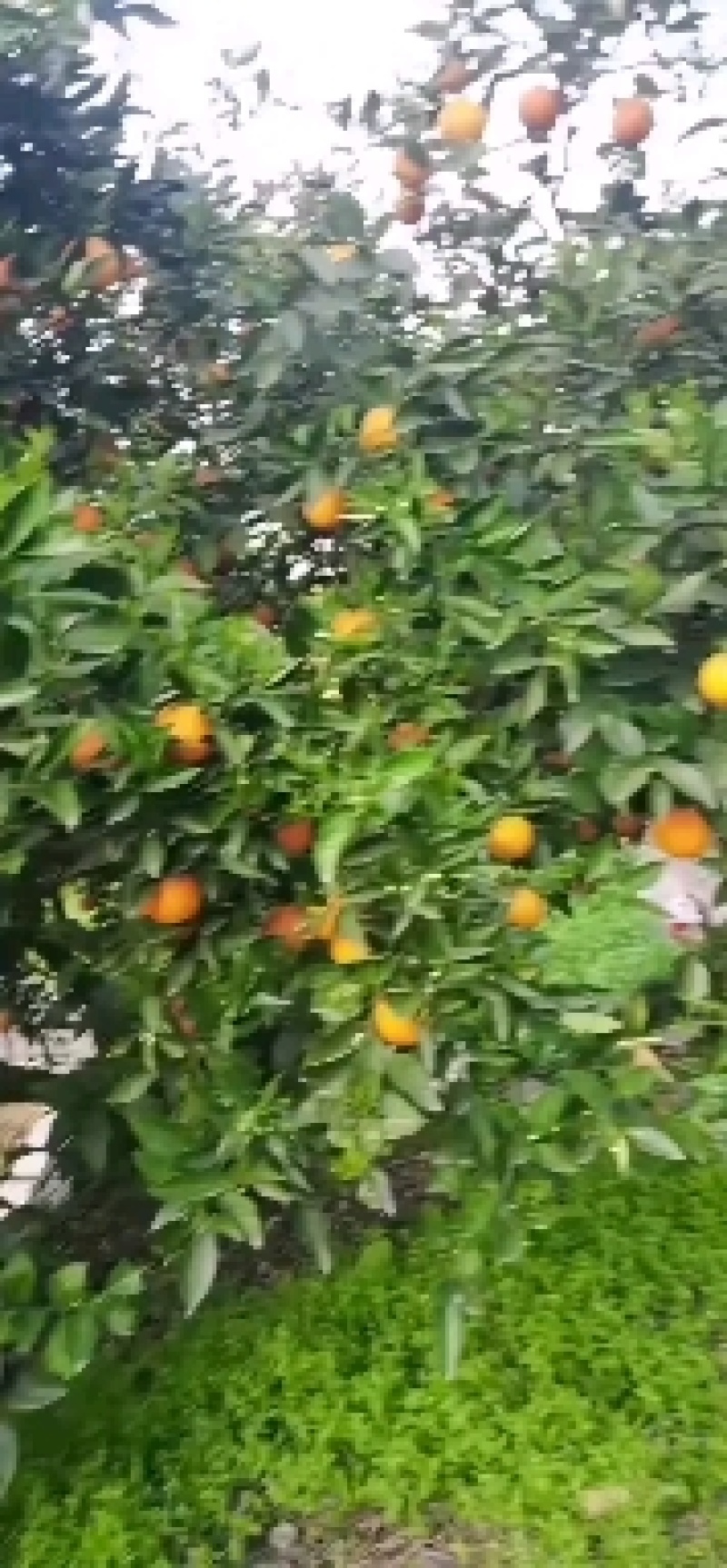 正在重庆市奉节县脐橙地头看货预订中，需要的抓紧联系
