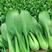 靓绿青梗菜种子杂交青梗菜生长快速四季蔬菜种子基地专用