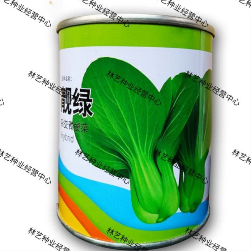 靓绿青梗菜种子杂交青梗菜生长快速四季蔬菜种子基地专用