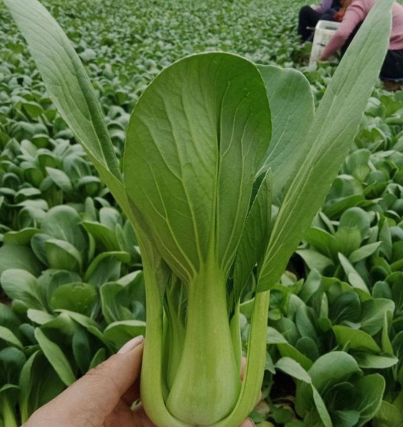 大禹寒令青梗菜种子耐热耐涝大田四季速生抗高温上海青油菜籽
