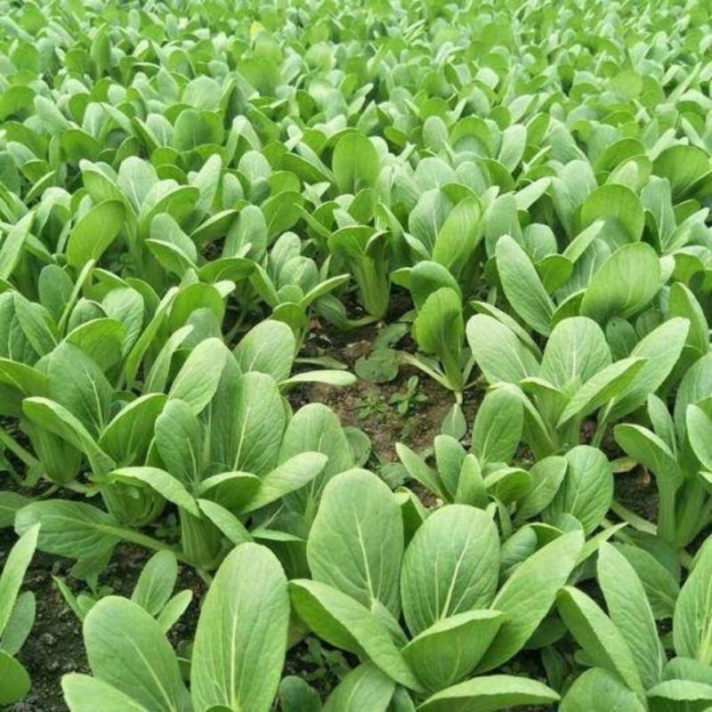 绿亨伏绿青梗菜种子耐热耐湿不拔节青梗菜杂交青菜抗病耐雨水
