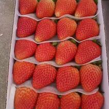 云南夏季草莓主产区蒙特瑞品种，皮厚硬度高，欢迎了解
