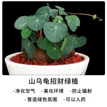 山乌龟种子金不换爬藤植物红藤圆叶血藤盆栽包活懒人绿植