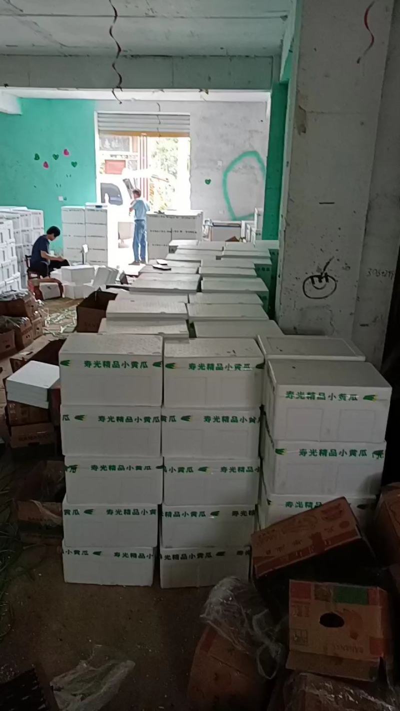 山东水果黄瓜、小黄瓜、青瓜一手货源，欢迎采购。