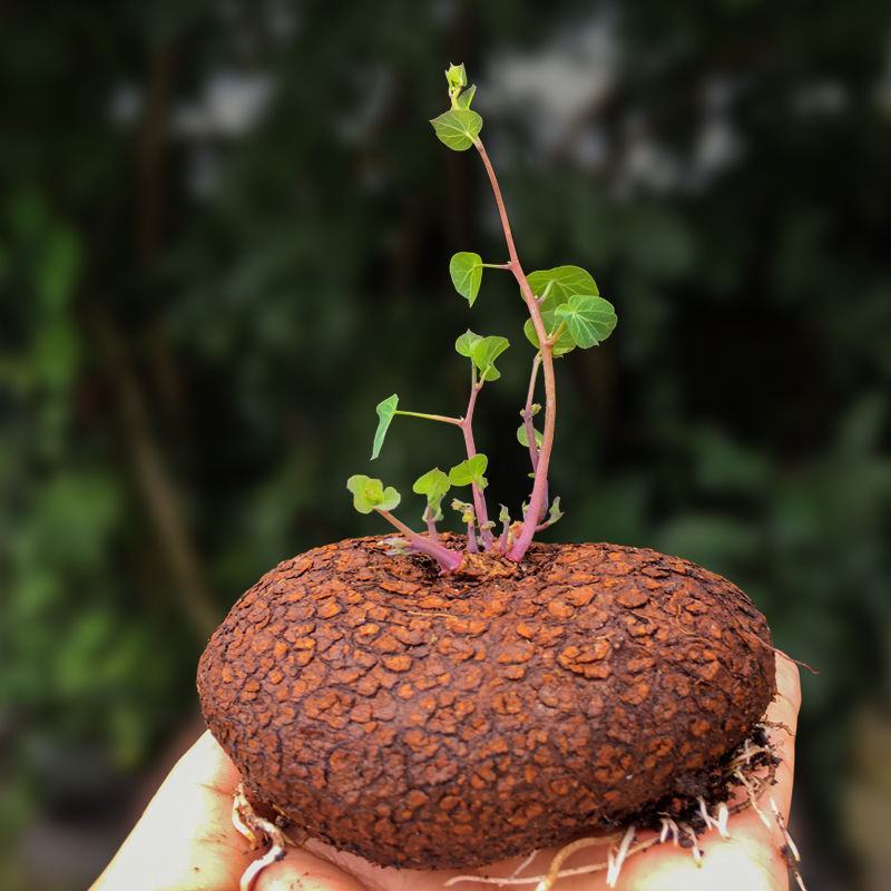 山乌龟种子金不换爬藤植物红藤圆叶血藤盆栽包活懒人绿植