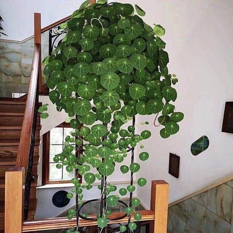 山乌龟种子金不换爬藤植物红藤圆叶血藤盆栽包活懒人绿植