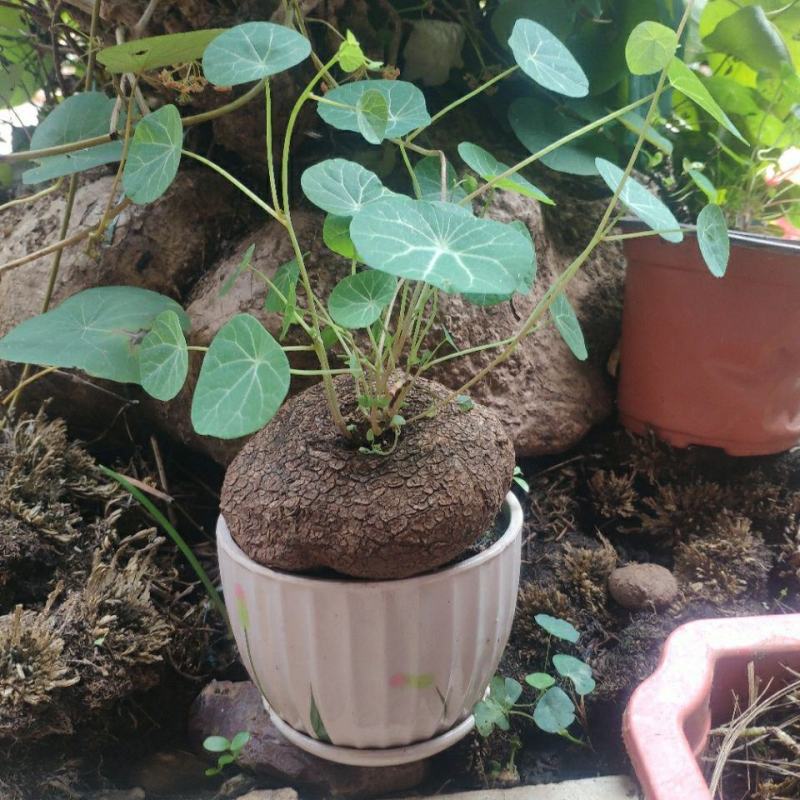 山乌龟种子金不换爬藤植物红藤圆叶血藤盆栽包活懒人绿植
