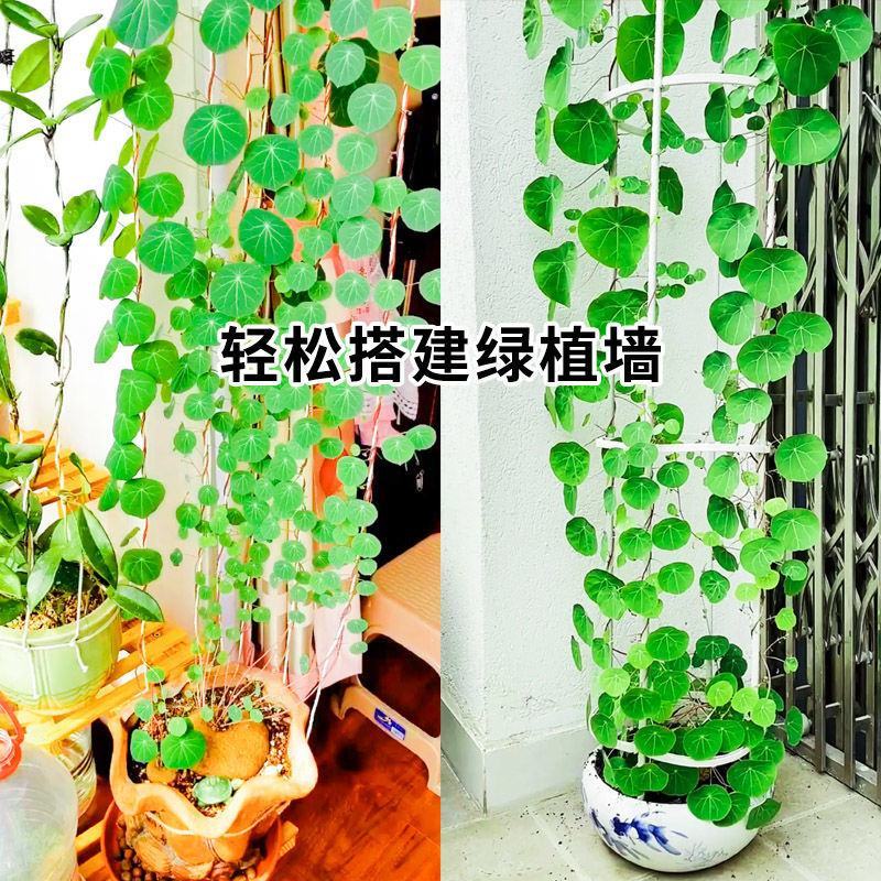 山乌龟种子金不换爬藤植物红藤圆叶血藤盆栽包活懒人绿植