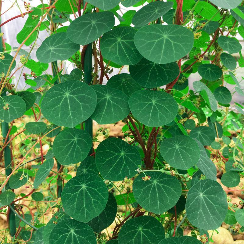 山乌龟种子金不换爬藤植物红藤圆叶血藤盆栽包活懒人绿植
