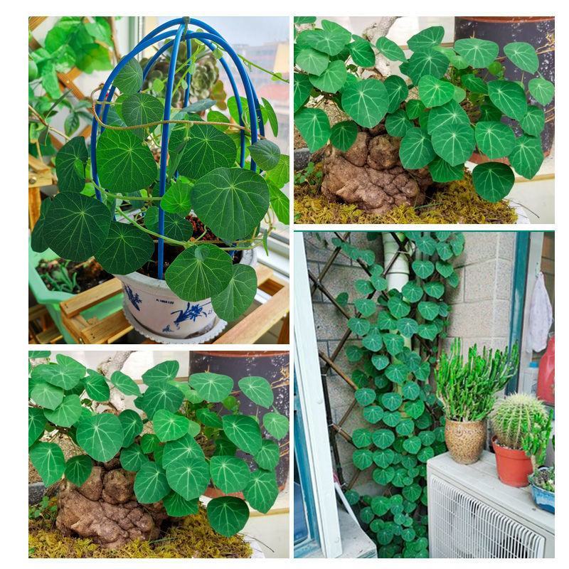 山乌龟种子金不换爬藤植物红藤圆叶血藤盆栽包活懒人绿植
