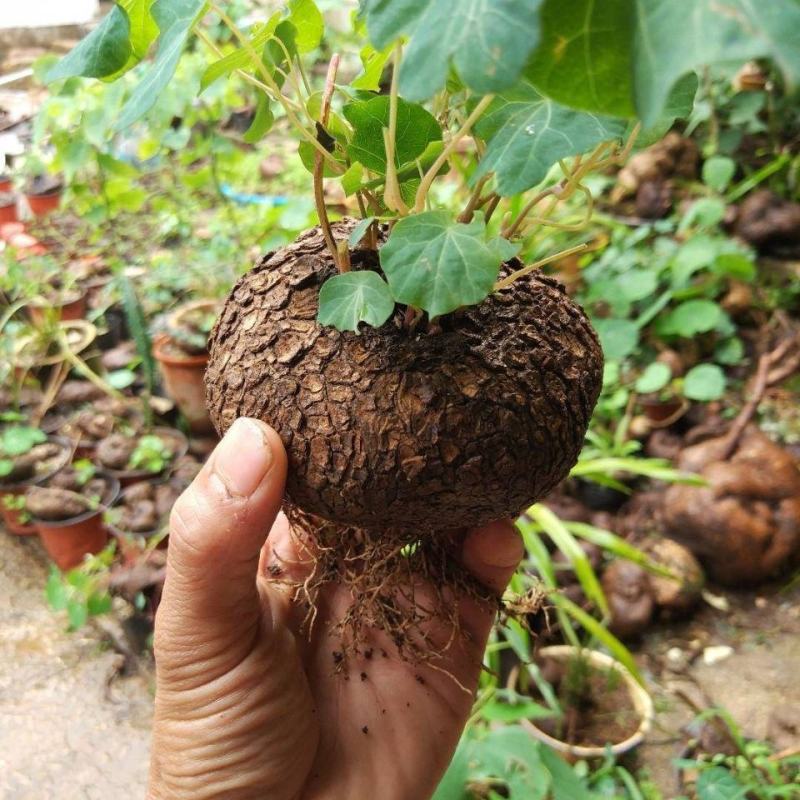 山乌龟种子金不换爬藤植物红藤圆叶血藤盆栽包活懒人绿植