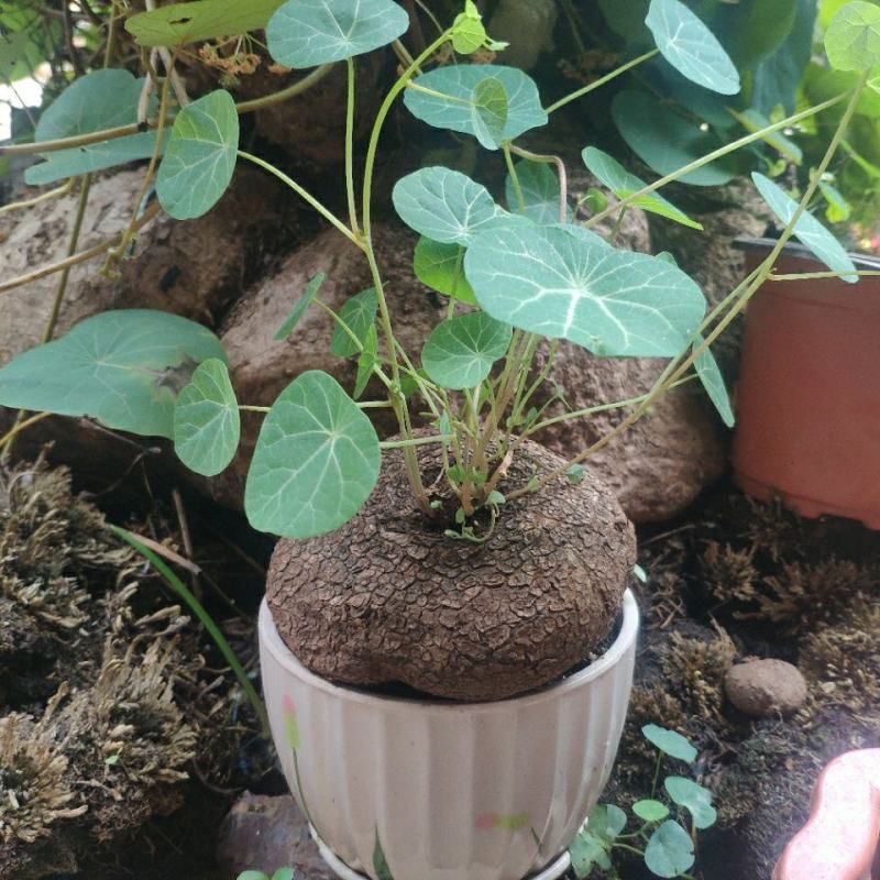 山乌龟种子金不换爬藤植物红藤圆叶血藤盆栽包活懒人绿植