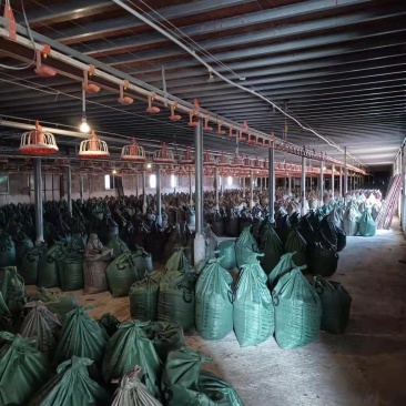 广东鸡粪常年有货供应质量保证诚信经营有需要的可以提前联系