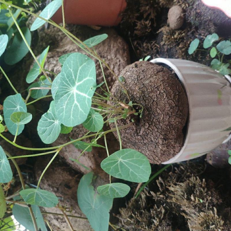 山乌龟种子金不换爬藤植物红藤圆叶血藤盆栽包活懒人绿植