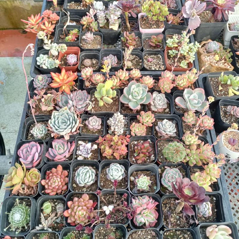多肉植物20种直径2到4厘米控养2年健康强壮实拍图