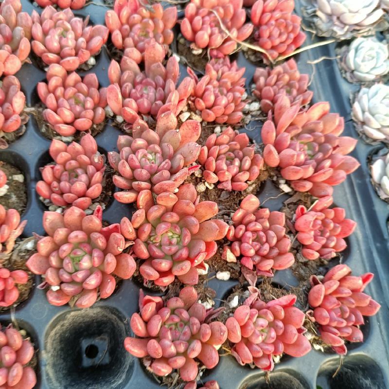 多肉植物20种直径2到4厘米控养2年健康强壮实拍图