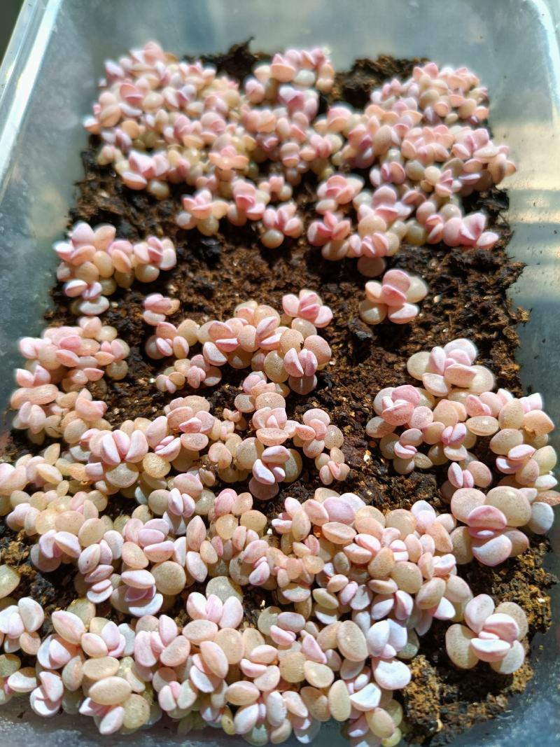 多肉植物20种直径2到4厘米控养2年健康强壮实拍图