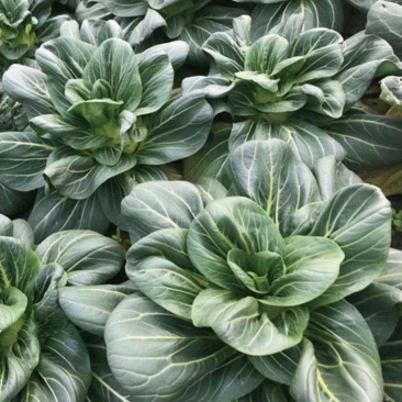 矮脚苏州青小油菜种子青菜籽上海青蔬菜籽四季冬季种植盆栽