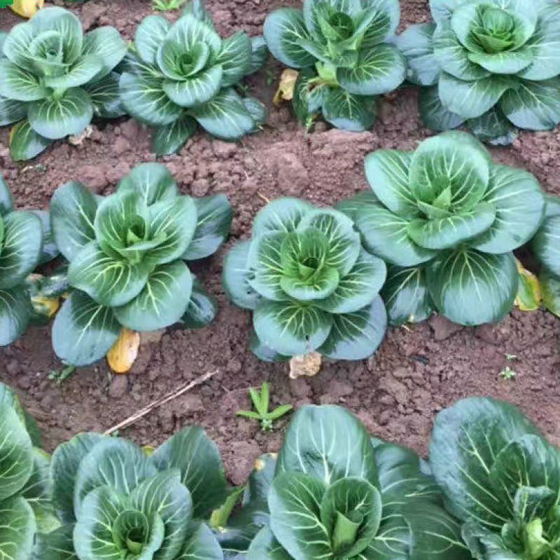 矮脚苏州青小油菜种子青菜籽上海青蔬菜籽四季冬季种植盆栽