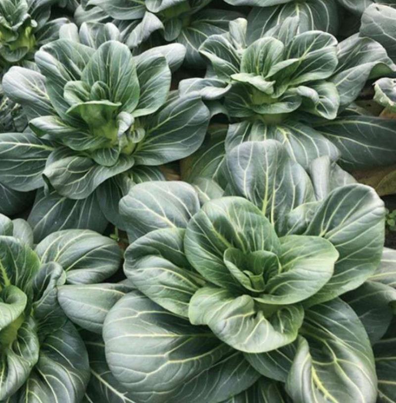 矮脚苏州青小油菜种子青菜籽上海青蔬菜籽四季冬季种植盆栽