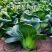 矮脚苏州青小油菜种子青菜籽上海青蔬菜籽四季冬季种植盆栽