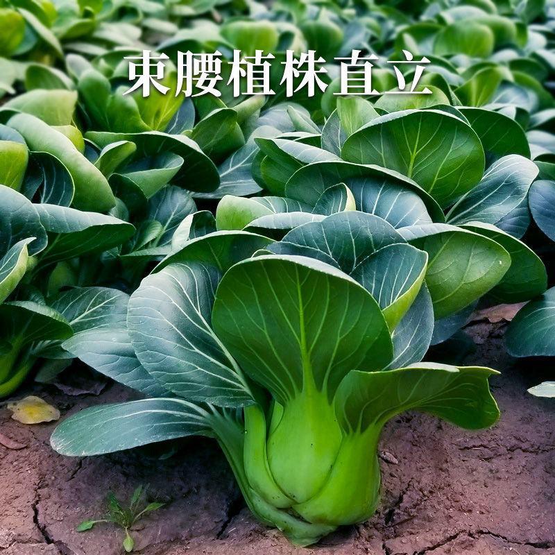 矮脚苏州青小油菜种子青菜籽上海青蔬菜籽四季冬季种植盆栽