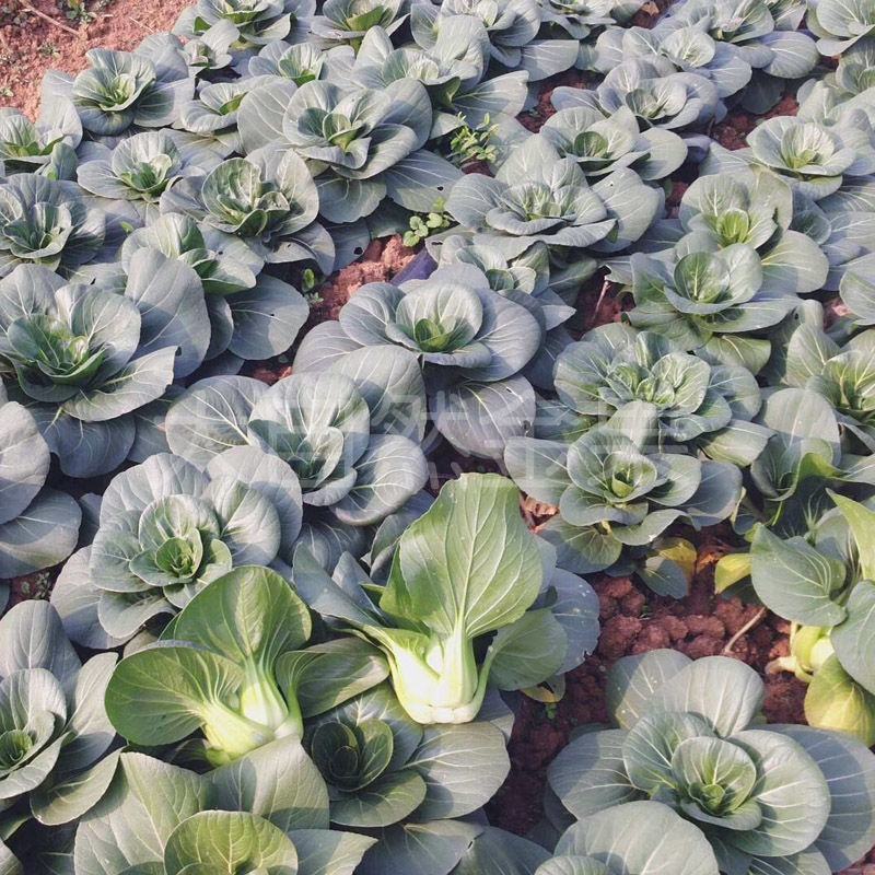 矮脚苏州青小油菜种子青菜籽上海青蔬菜籽四季冬季种植盆栽