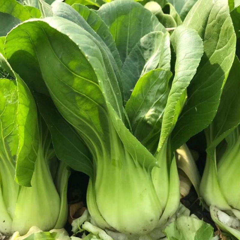 矮脚苏州青小油菜种子青菜籽上海青蔬菜籽四季冬季种植盆栽