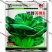 矮脚苏州青小油菜种子青菜籽上海青蔬菜籽四季冬季种植盆栽