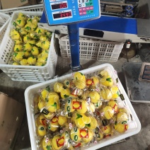 四川安岳黄柠檬双胞胎尤力克皮薄汁多酸爽冷饮奶茶孝素用水果