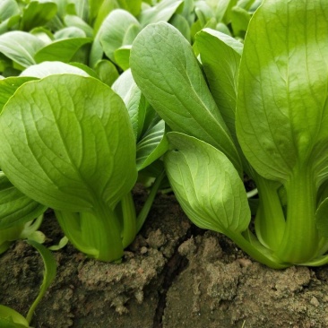 矮脚虎青梗菜种子耐热小油菜种子叶菜蔬菜生长期短快速采