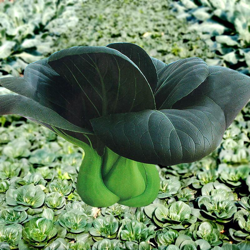 矮脚虎青梗菜种子耐热小油菜种子叶菜蔬菜生长期短快速采