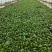 矮脚虎青梗菜种子耐热小油菜种子叶菜蔬菜生长期短快速采