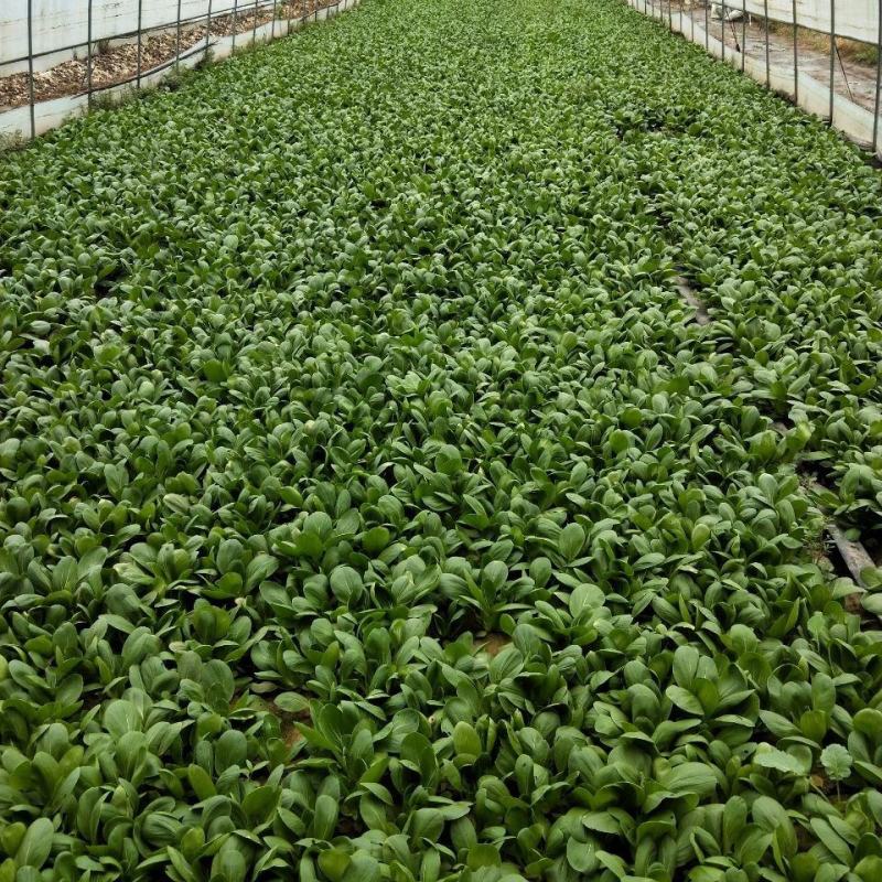 矮脚虎青梗菜种子耐热小油菜种子叶菜蔬菜生长期短快速采
