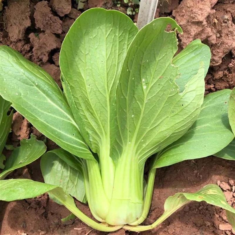 矮脚虎青梗菜种子耐热小油菜种子叶菜蔬菜生长期短快速采