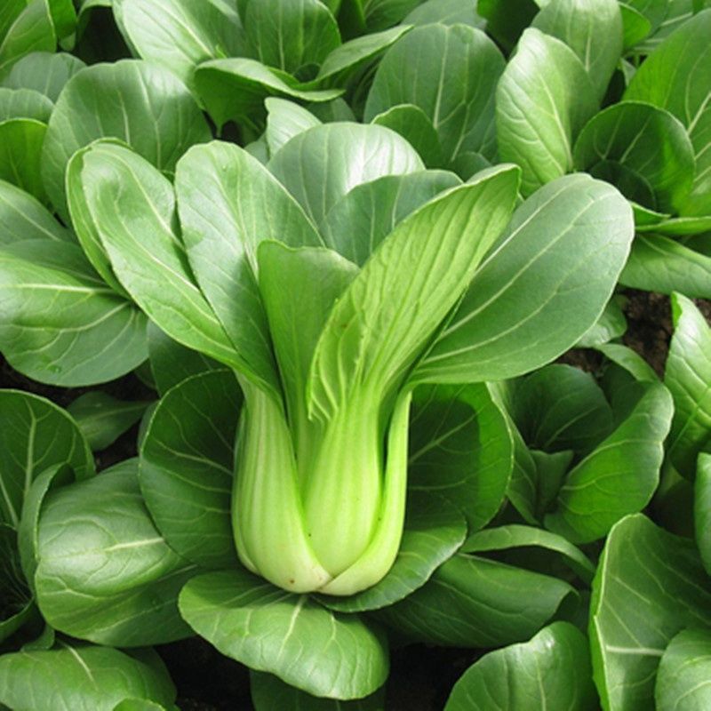 矮脚虎青梗菜种子耐热小油菜种子叶菜蔬菜生长期短快速采