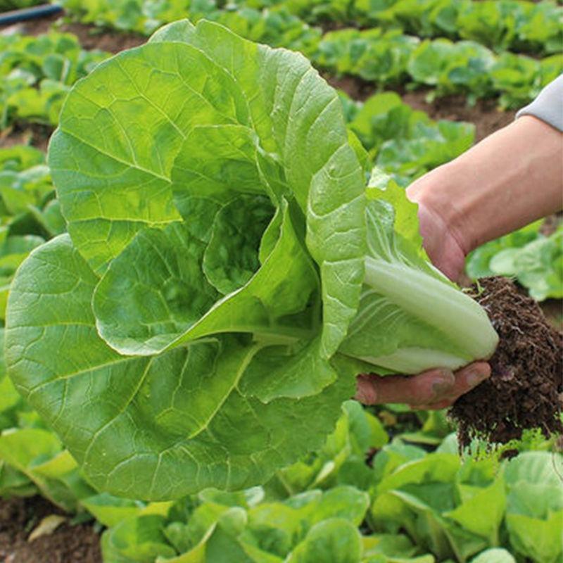 神州12快菜种子成熟四季速生耐热耐湿蔬菜种子大小白菜种子