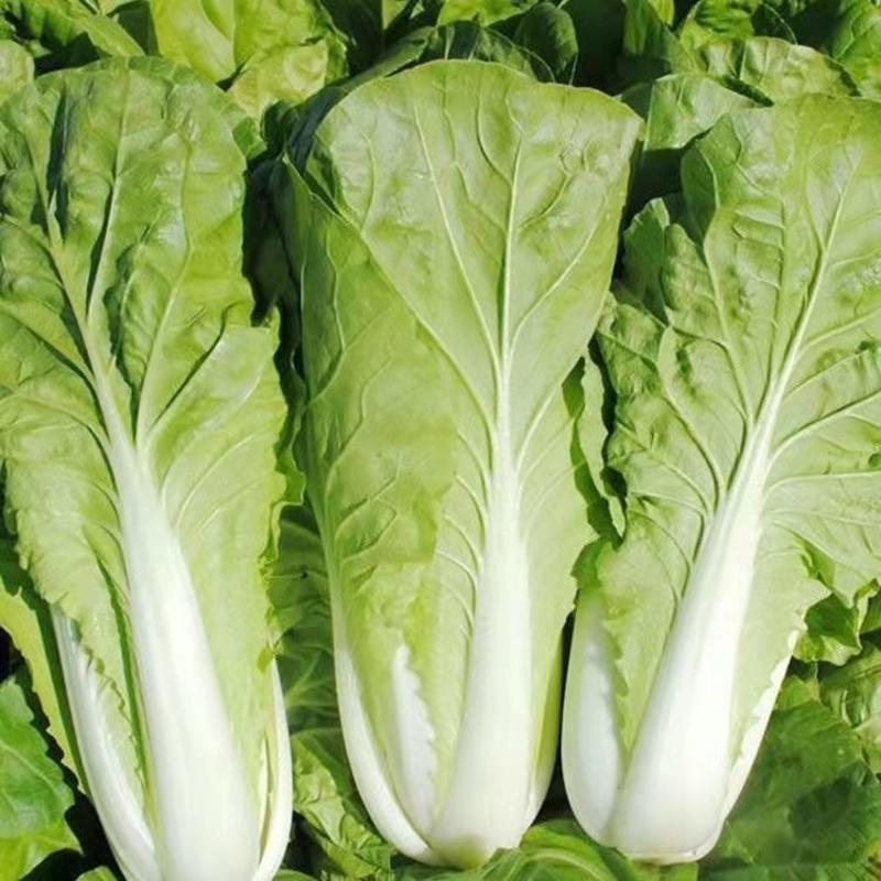神州12快菜种子成熟四季速生耐热耐湿蔬菜种子大小白菜种子
