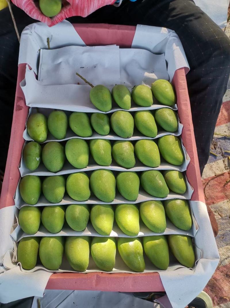 云南精品台农芒果，产地直采直销，货源稳定供应