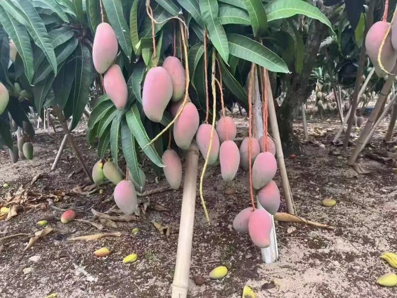 云南精品台农芒果，产地直采直销，货源稳定供应