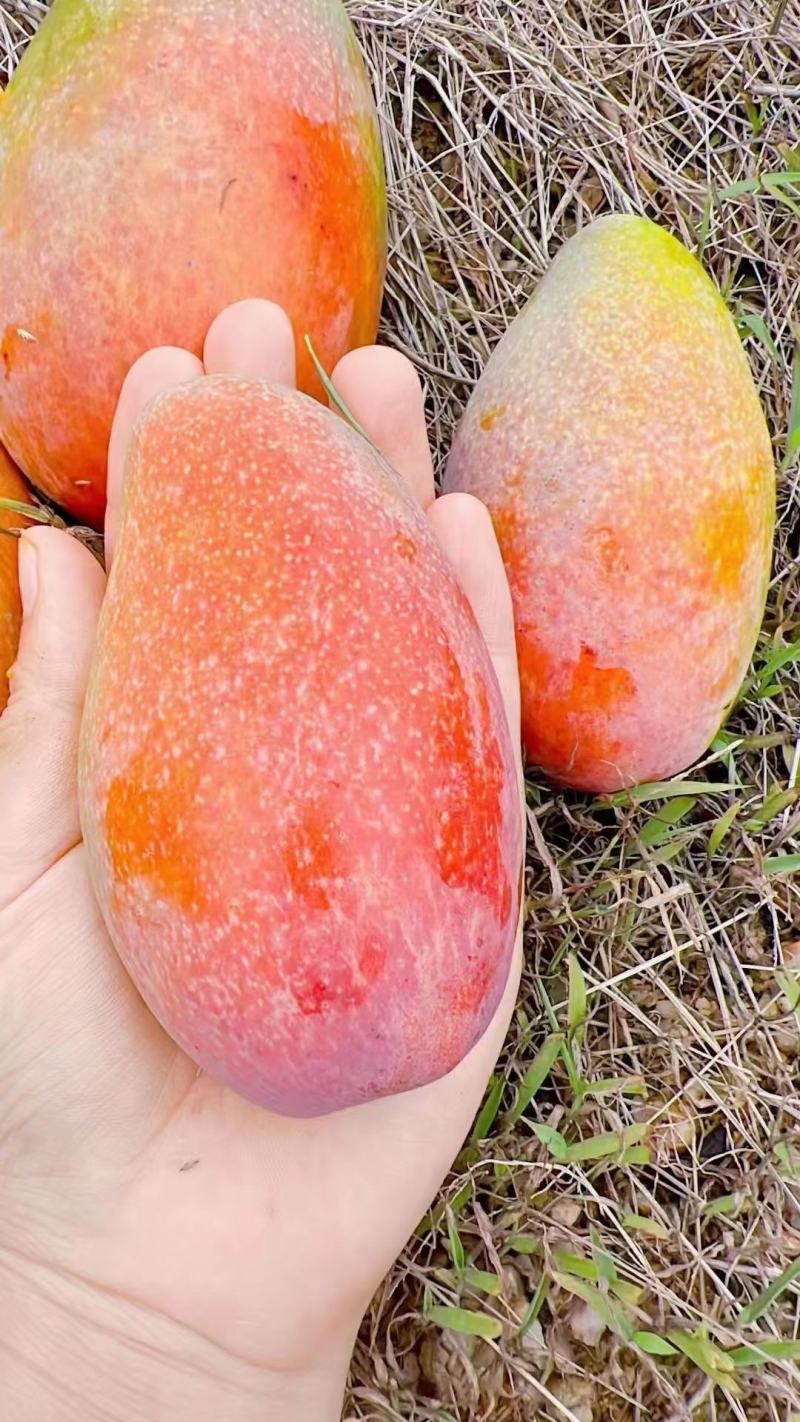 云南精品台农芒果，产地直采直销，货源稳定供应