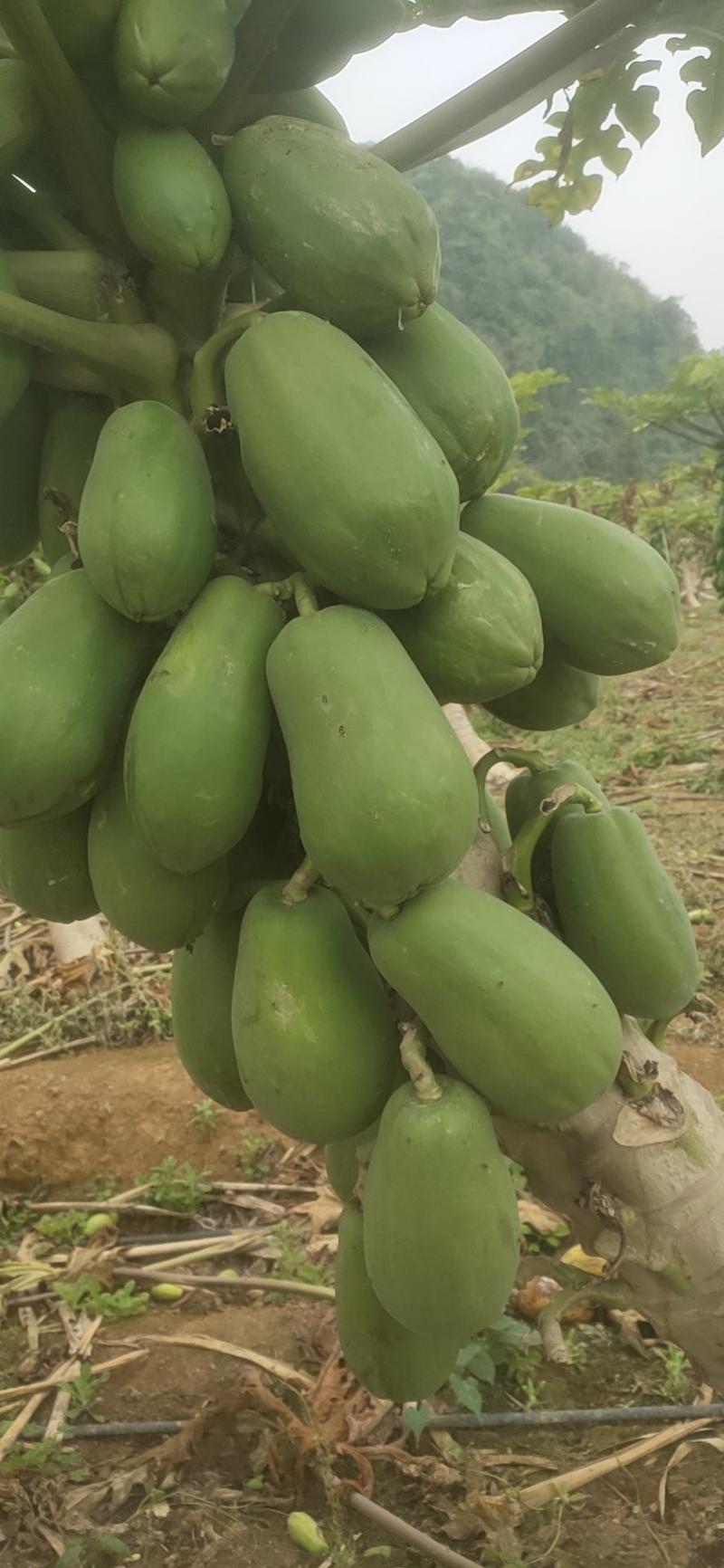广西南宁和崇左地区的木瓜可供应电商加工厂市场规格