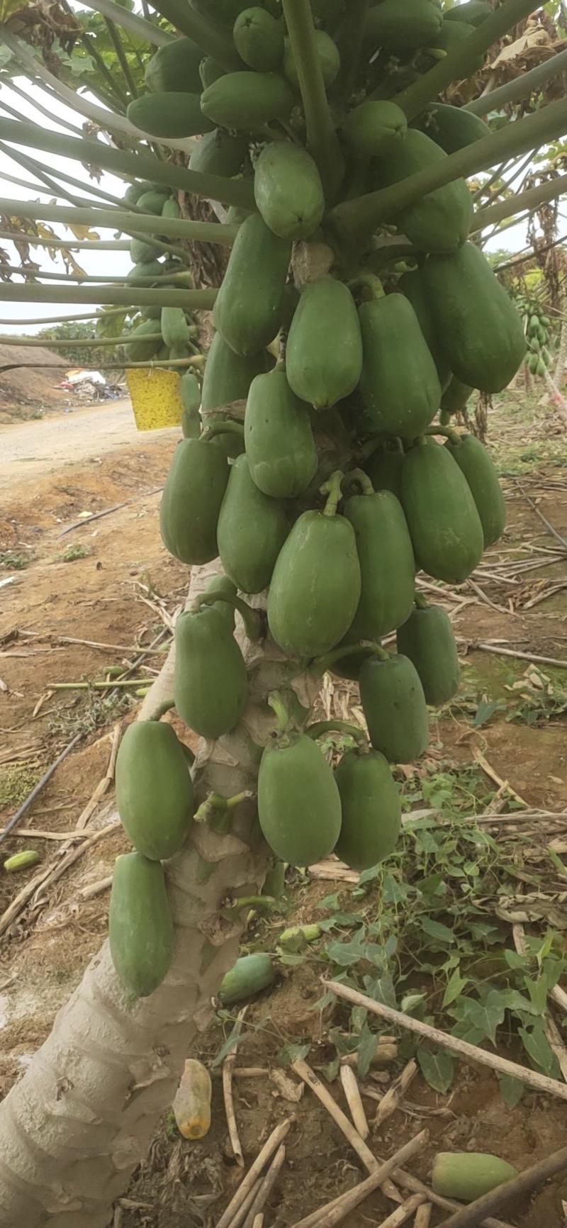 广西南宁和崇左地区的木瓜可供应电商加工厂市场规格