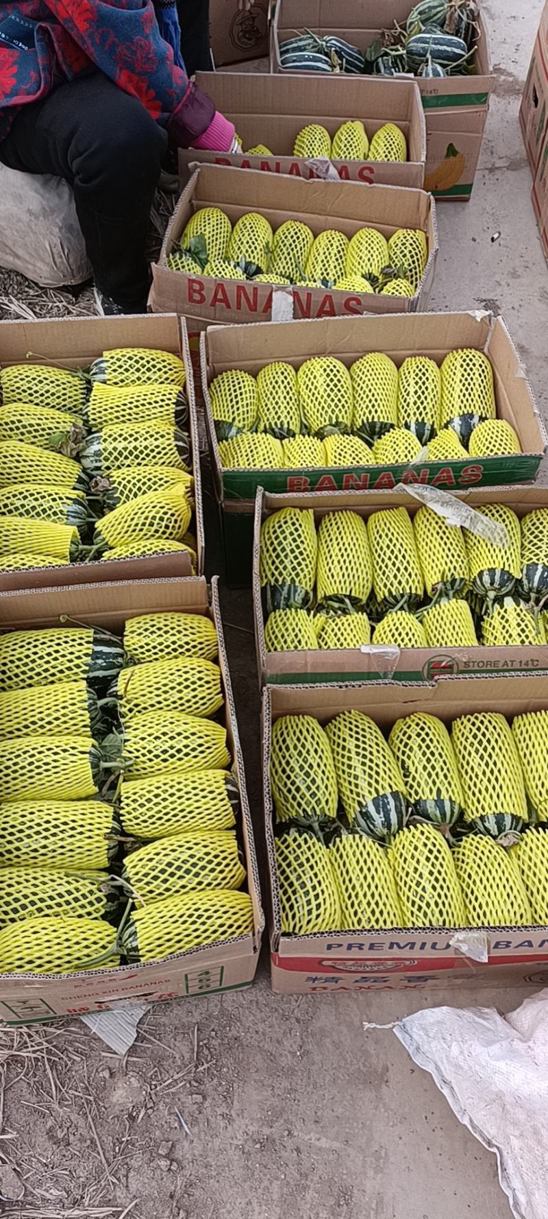 精品博洋甜瓜一手货源电商直供口感香甜质量保障现摘现发